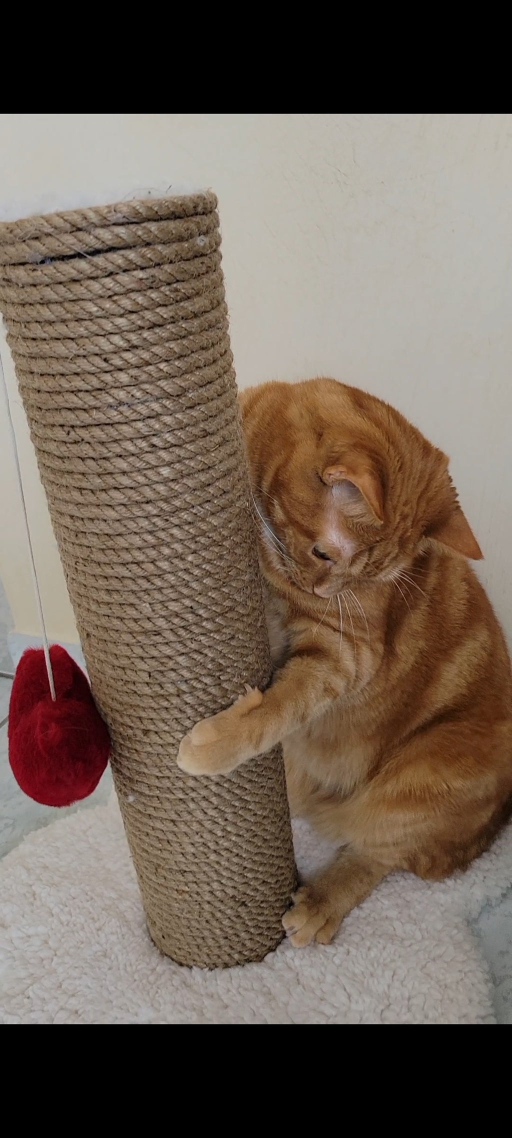 Arbre à chat fait main avec cœur décoratif Saint-Valentin