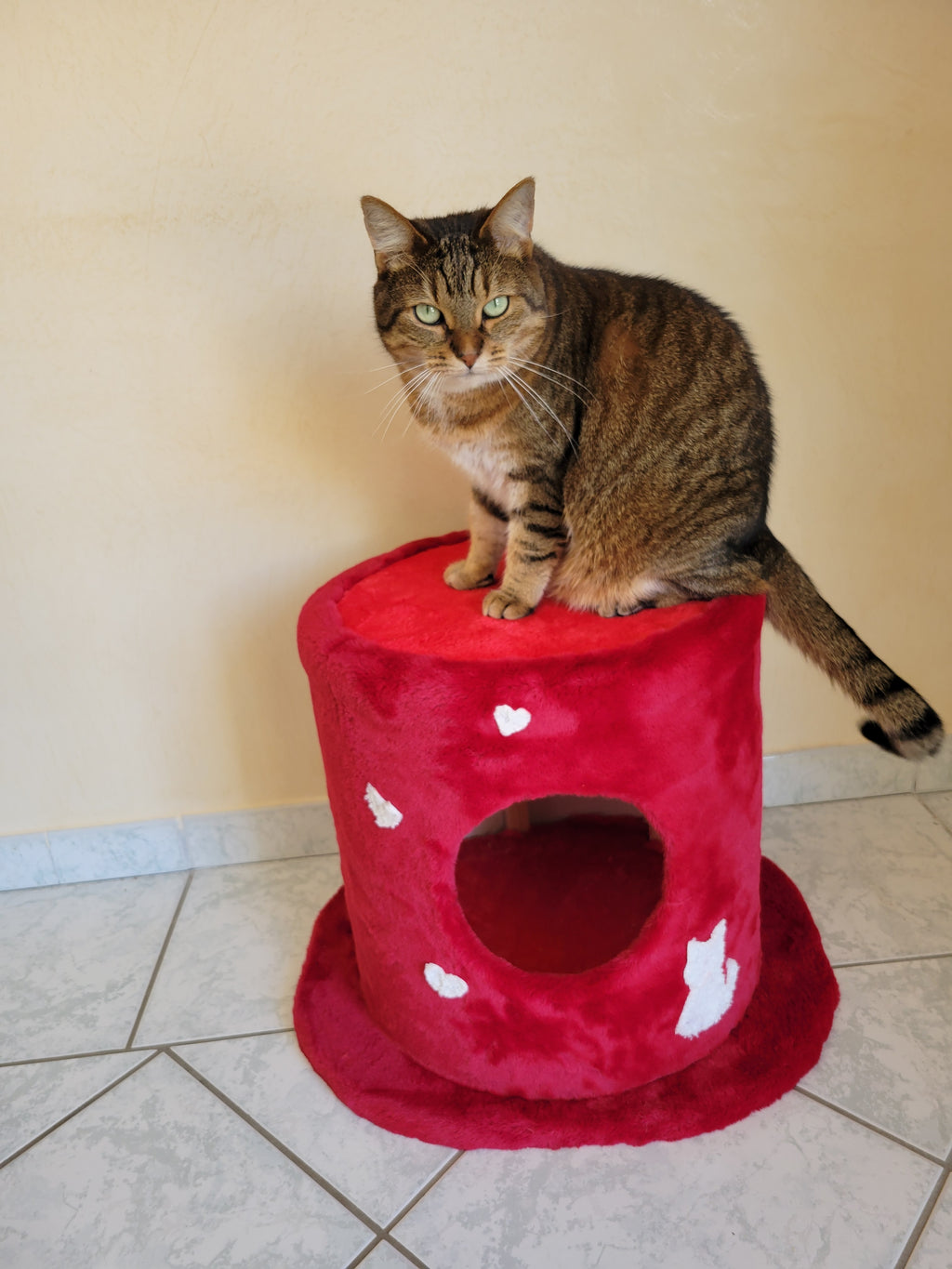 Chat adulte assis sur maison pour chat avec griffoir double face