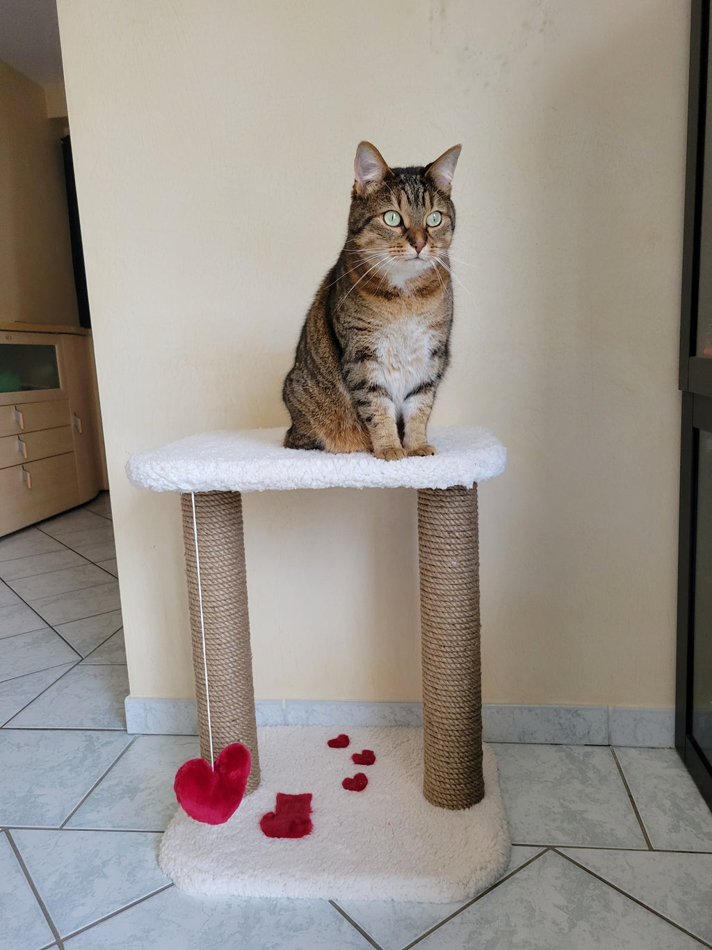 arbre à chat en bois design pour intérieur moderne