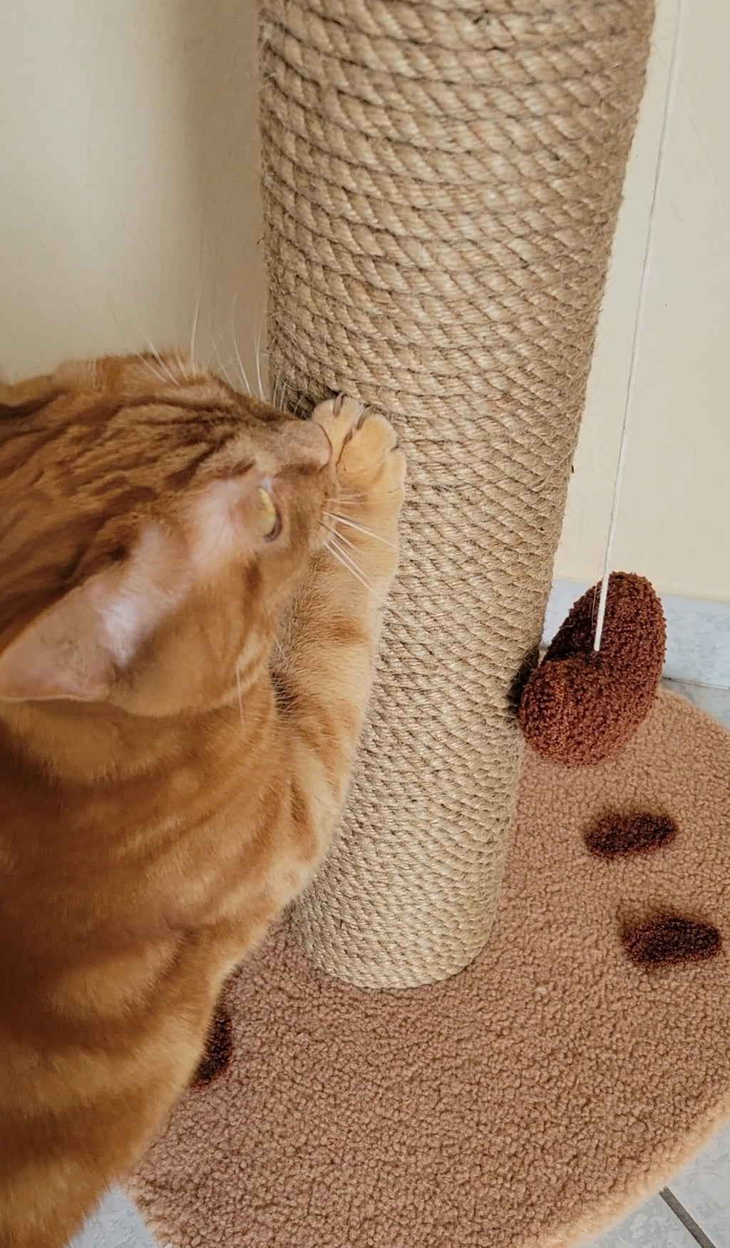 griffoir chat corde naturelle solide