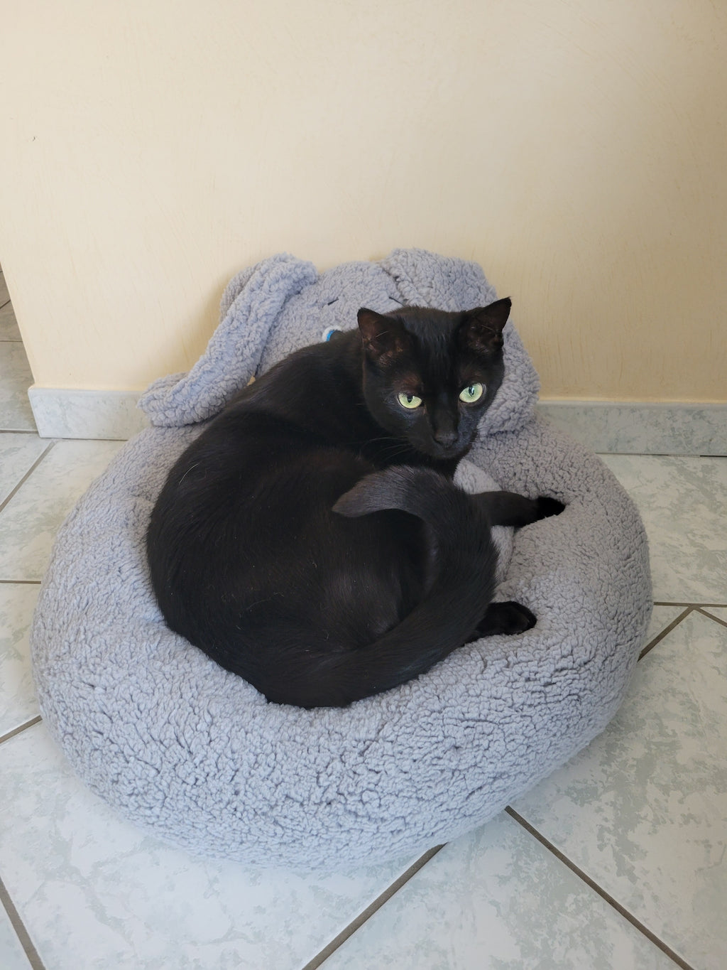 panier pour animaux doux intérieur