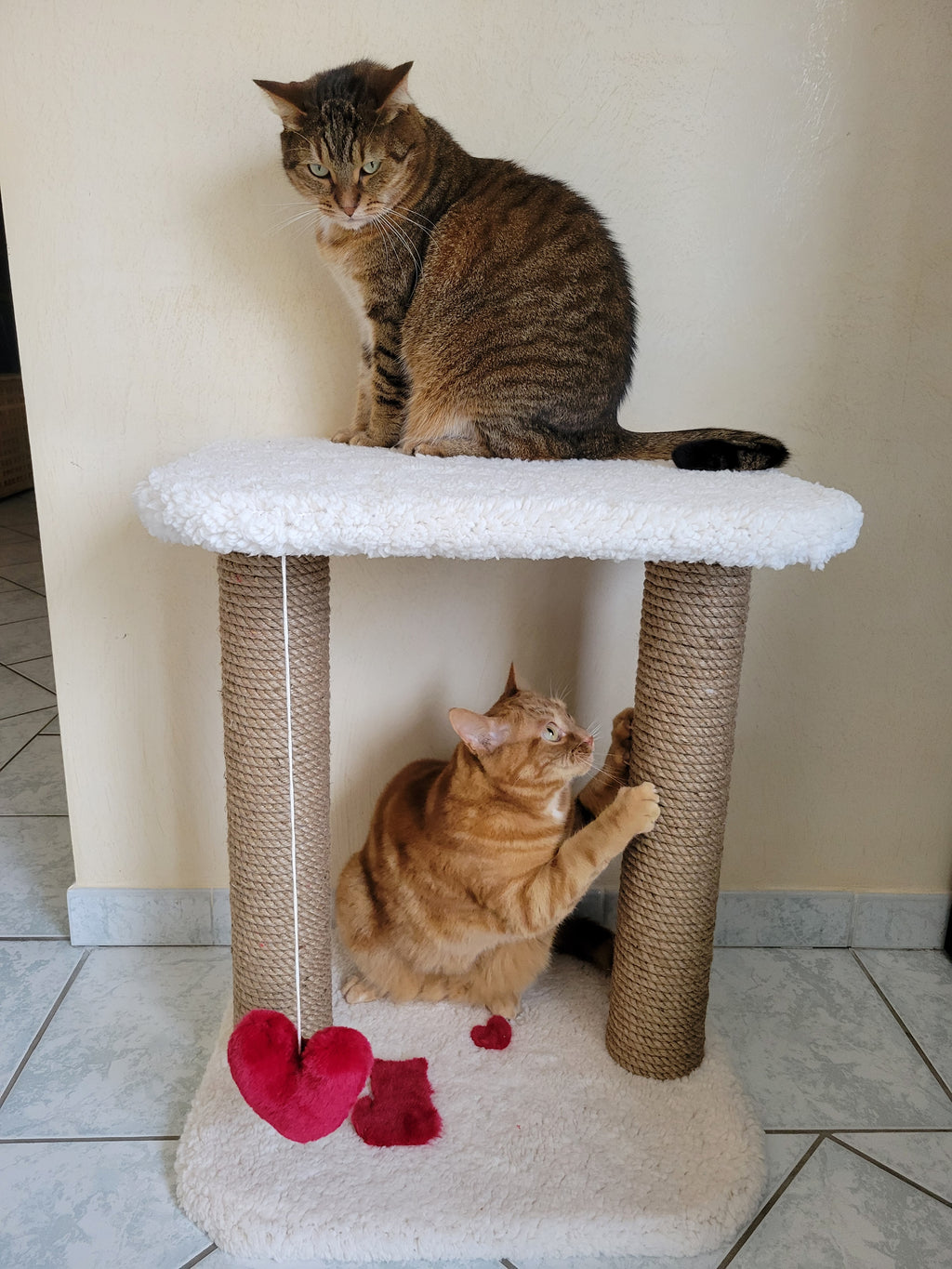 arbre à chat en bois design pour intérieur moderne